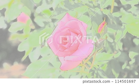 玫瑰園裡盛開著粉紅玫瑰 玫瑰園裡盛開著粉紅玫瑰 114501697