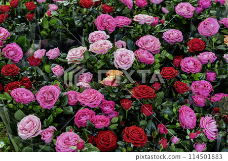 Top view of multicolored background of colorful roses, seedlings in pots for garden Top view of multicolored background of colorful roses, seedlings in pots for garden 114501883