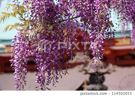 紫色花瓣紫藤花的特寫鏡頭，藍天和神社建築模糊 114502055