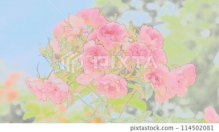 深粉色玫瑰 114502081