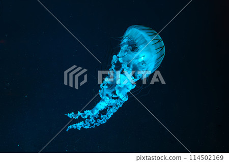 Jellifish South american sea nettle, Chrysaora plocamia swimming in dark water of aquarium Jellifish South american sea nettle, Chrysaora plocamia swimming in dark water of aquarium 114502169