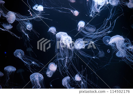 Group of Atlantic sea nettle jellyfish floating in illuminated aquarium 114502176