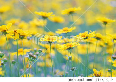 Field of yellow flower lance leaved, Coreopsis lanceolata, Lanceleaf Tickseed or Maiden's eye 114502202