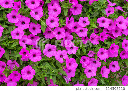 Pink Petunia flower background, purple Petunias in the pot, landscape design, decor. 114502210