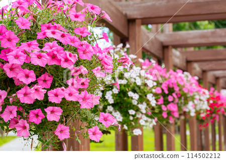 Flower pots with colorful petunia outdoor, floral street decor in public place Flower pots with colorful petunia outdoor, floral street decor in public place 114502212