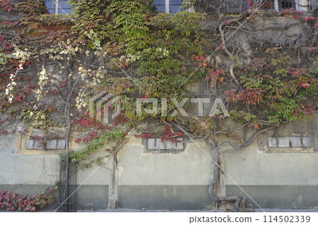 Autumn tinted ivy Autumn tinted ivy 114502339