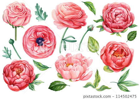 Set peonies, rose, ranunculus. Beautiful flower on isolated white background, watercolor illustration botanical painting Set peonies, rose, ranunculus. Beautiful flower on isolated white background, watercolor illustration botanical painting 114502475