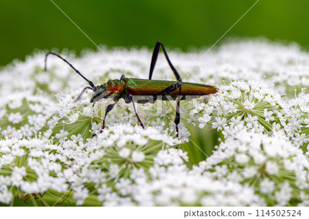 Aokamikiri 114502524