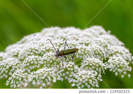 Ao-kamikiri 114502525