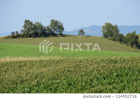 Scenery of Biei in September 114502716
