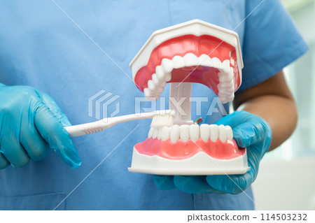 Asian dentist cleaning teeth of dental model with tooth brush for patient and studying about dentistry. Asian dentist cleaning teeth of dental model with tooth brush for patient and studying about dentistry. 114503232