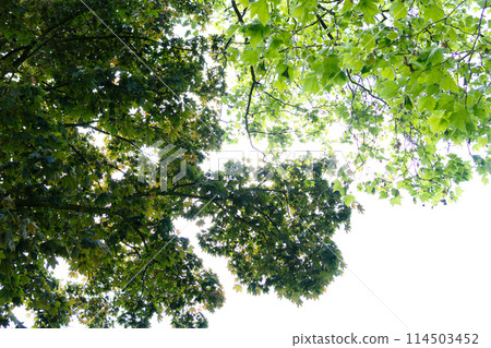 Summer holiday trees 114503452