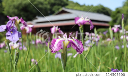 西山之裡桃源,開滿鳶尾花的花園 西山之裡桃源,開滿鳶尾花的花園 114503600