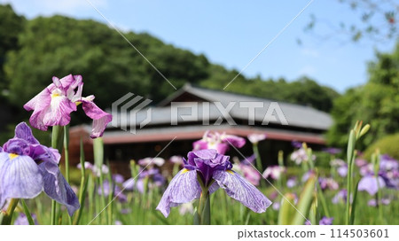 西山之裡桃源,開滿鳶尾花的花園 西山之裡桃源,開滿鳶尾花的花園 114503601