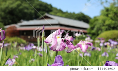 西山之裡桃源,開滿鳶尾花的花園 西山之裡桃源,開滿鳶尾花的花園 114503602