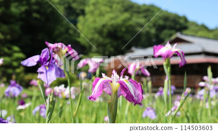 西山之裡桃源，開滿鳶尾花的花園 114503603