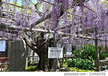 熊野的長門行光寺 114503726
