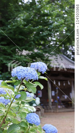 Takehara Shrine and white hydrangeas, Omitama City 114503868