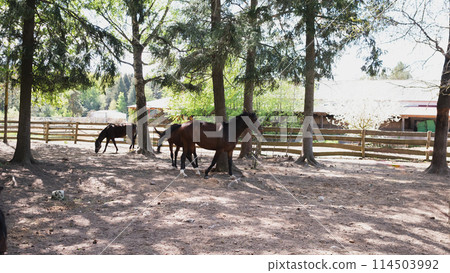 a herd of brown horses in a corral in summer a herd of brown horses in a corral in summer 114503992