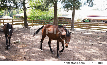 a herd of brown horses in a corral in summer a herd of brown horses in a corral in summer 114504003