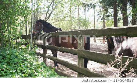 a herd of brown horses in a corral in summer 114504037