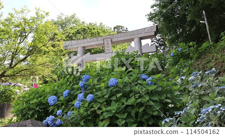 竹原神社參道上盛開的繡球花 114504162