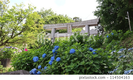 竹原神社參道上盛開的繡球花 竹原神社參道上盛開的繡球花 114504163