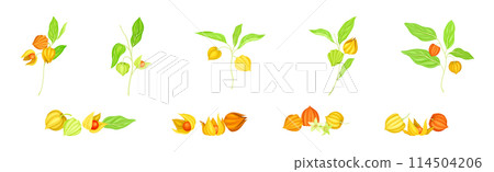 Physalis Orange Fresh Fruit with Green Leaf Vector Set 114504206
