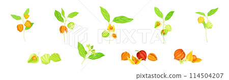 Physalis Orange Fresh Fruit with Green Leaf Vector Set 114504207