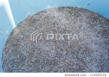 Freshly caught raw whitebait 114504316
