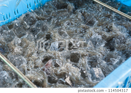 Freshly caught raw whitebait Freshly caught raw whitebait 114504317
