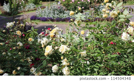 Rose scenery at Nanatsubo Park in Mito City Rose scenery at Nanatsubo Park in Mito City 114504348