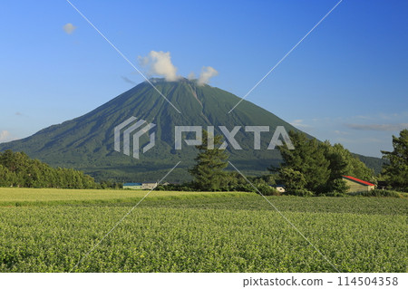 從北海道俱知安町琴平看到的蕎麥田和羊蹄山 從北海道俱知安町琴平看到的蕎麥田和羊蹄山 114504358
