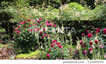 玫瑰景觀七戶公園 玫瑰景觀七戶公園 114504359