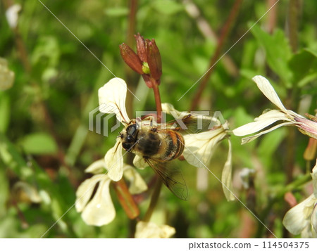 “奈米食蚜蠅”來到十字花科一年生植物“火箭芝麻菜” 114504375