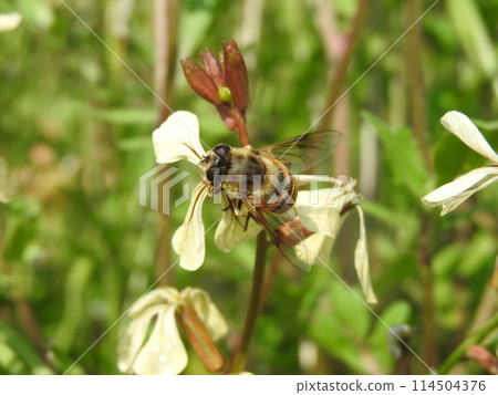 “奈米食蚜蠅”來到十字花科一年生植物“火箭芝麻菜” 114504376