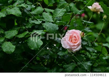 粉紅色的玫瑰在雨中濕潤 粉紅色的玫瑰在雨中濕潤 114504611