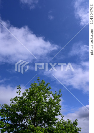 Blue sky and white clouds in early summer 114504768