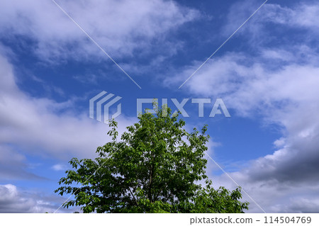 藍天和白色雲彩在初夏 藍天和白色雲彩在初夏 114504769