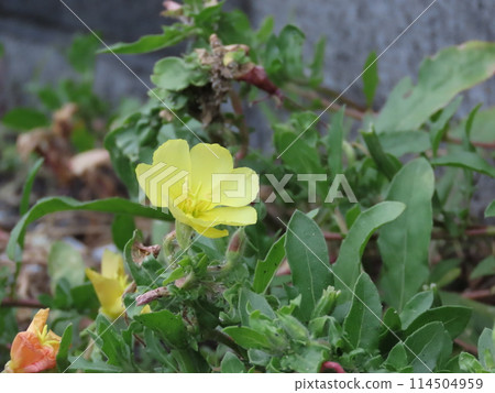 Close up of yellow primrose flowers 114504959