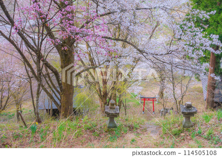 燈魚山和稻荷神社鳥居的櫻花【北安地區白馬村】 燈魚山和稻荷神社鳥居的櫻花【北安地區白馬村】 114505108