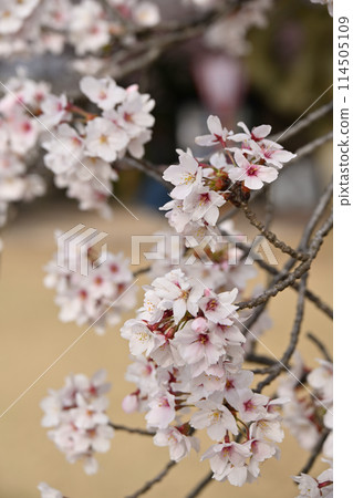 高岡城公園和櫻花 高岡城公園和櫻花 114505109