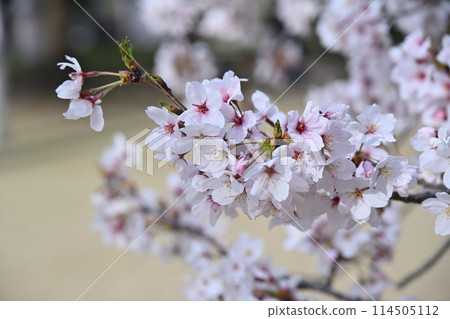 高岡城公園和櫻花 高岡城公園和櫻花 114505112