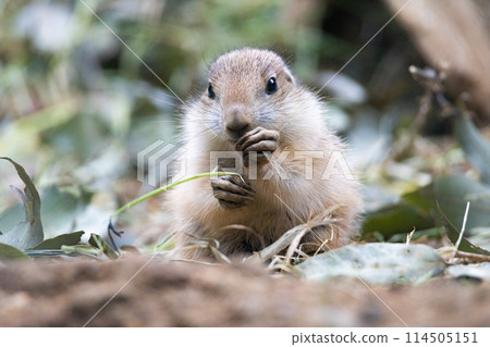 A baby black-tailed prairie dog eating 114505151