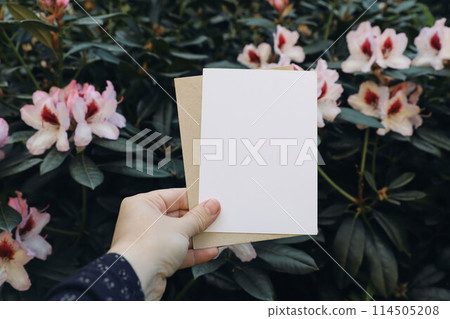 Woman's hand holding vertical blank greeting, invitation card. Pink blooming rhododendron shrubs. Garden, park. Moody spring wedding, birthday stationery mockup. Blurred floral background. Woman's hand holding vertical blank greeting, invitation card. Pink blooming rhododendron shrubs. Garden, park. Moody spring wedding, birthday stationery mockup. Blurred floral background. 114505208