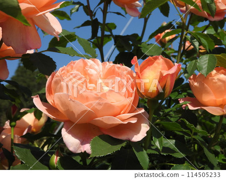 春天的玫瑰：夏洛特夫人 114505233