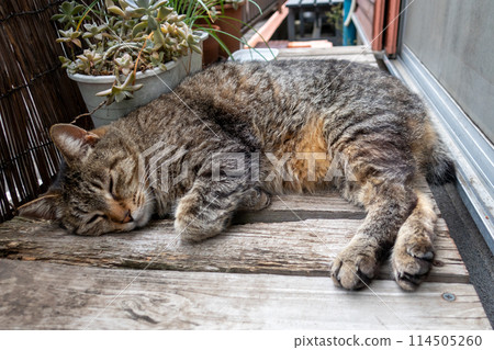 A cat relaxing on the edge 114505260