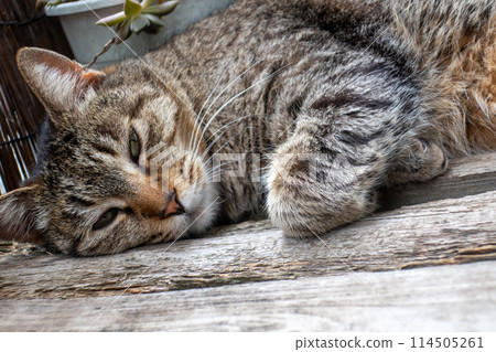 A cat relaxing on the edge 114505261