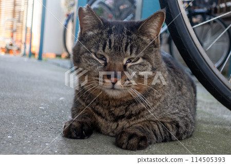 A brown tabby local cat A brown tabby local cat 114505393