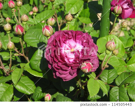 玫瑰花:紅衣主教黎塞留 玫瑰花:紅衣主教黎塞留 114505443